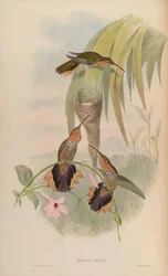 Grypus naevius